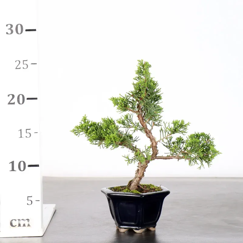 image supplémentaire - GENÉVRIER "JUNIPERUS...