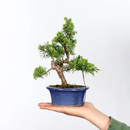 Bonsai Chinese Juniper