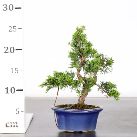 image supplémentaire - GENÉVRIER "JUNIPERUS KISHU"...