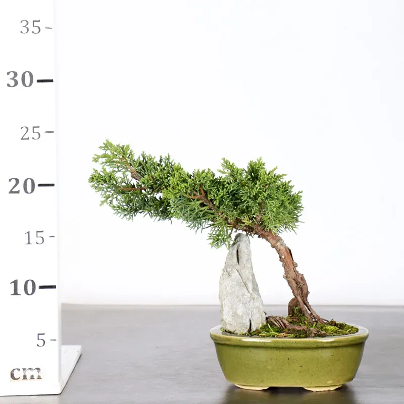 image supplémentaire - GENÉVRIER "JUNIPERUS KISHU"...