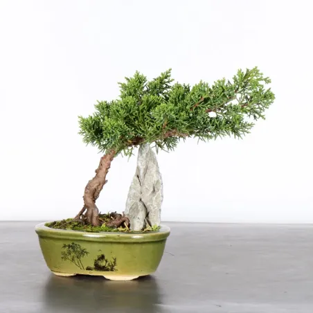Bonsai Genévrier de Chine