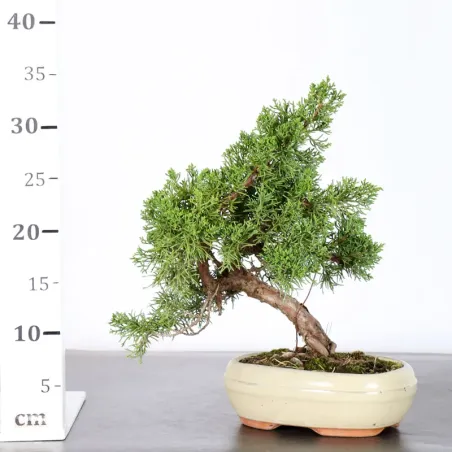 image supplémentaire - JUNIPER "JUNIPERUS KISHU" 1-10
