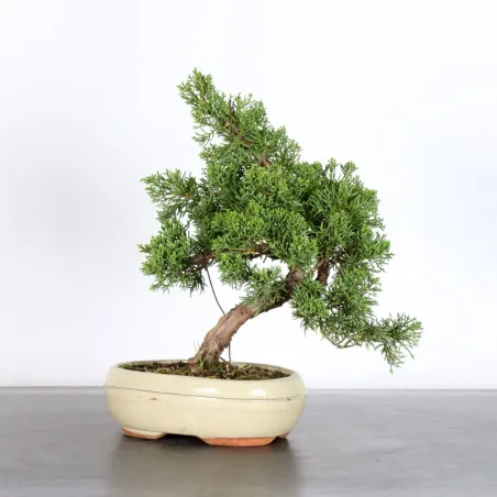 Bonsai Genévrier de Chine