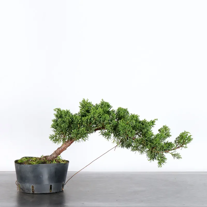 Bonsai Genévrier de Chine