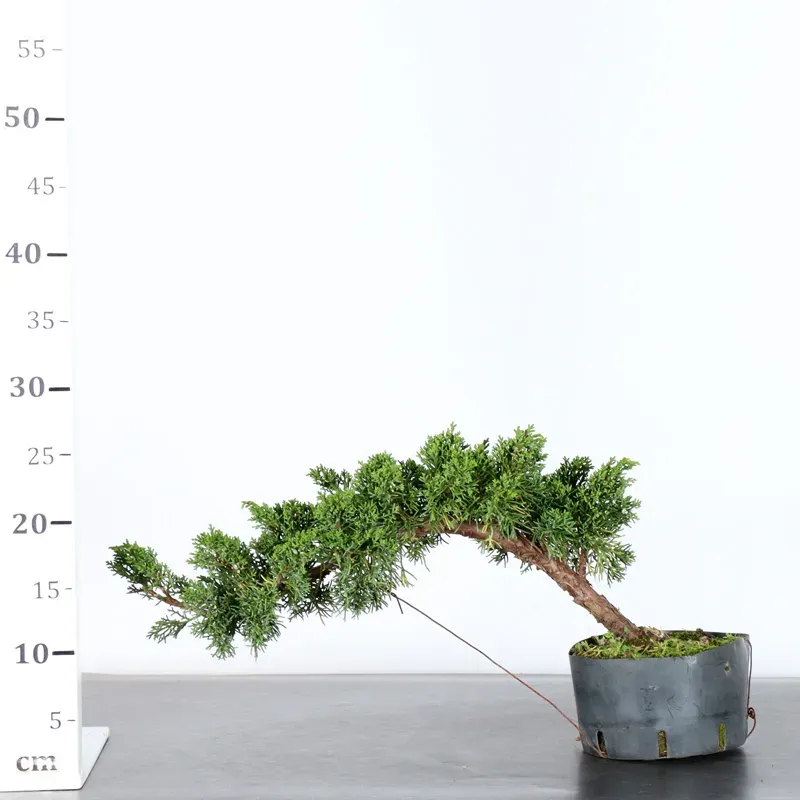 image supplémentaire - GENÉVRIER "JUNIPERUS KISHU"...