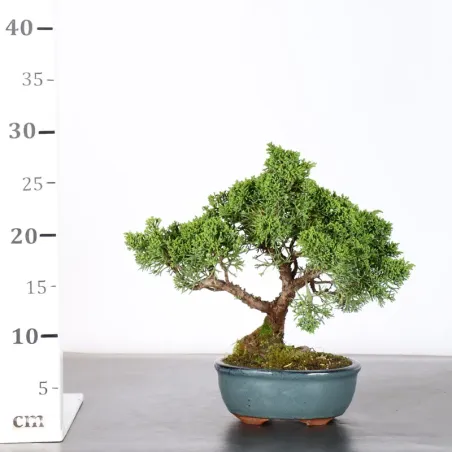 image supplémentaire - GENÉVRIER "JUNIPERUS KISHU"...