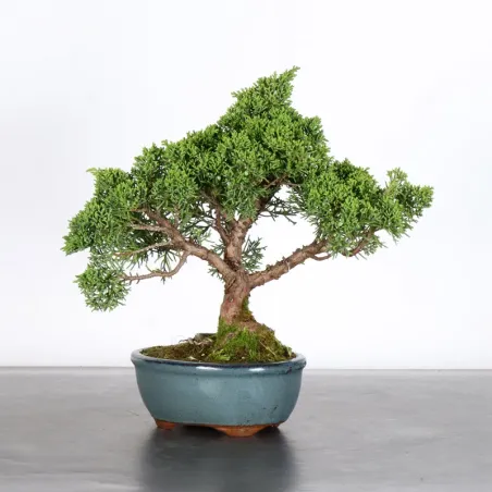 Bonsai Genévrier de Chine