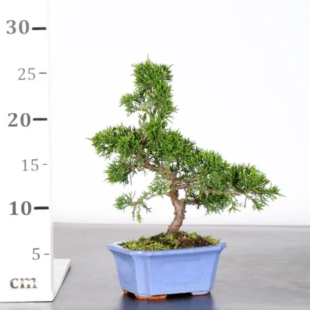 image supplémentaire - GENÉVRIER "JUNIPERUS...