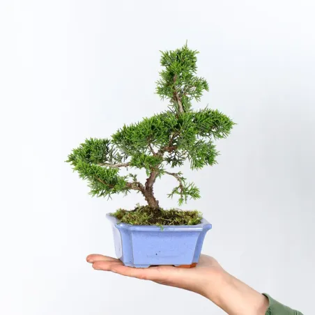 Bonsai Genévrier de Chine