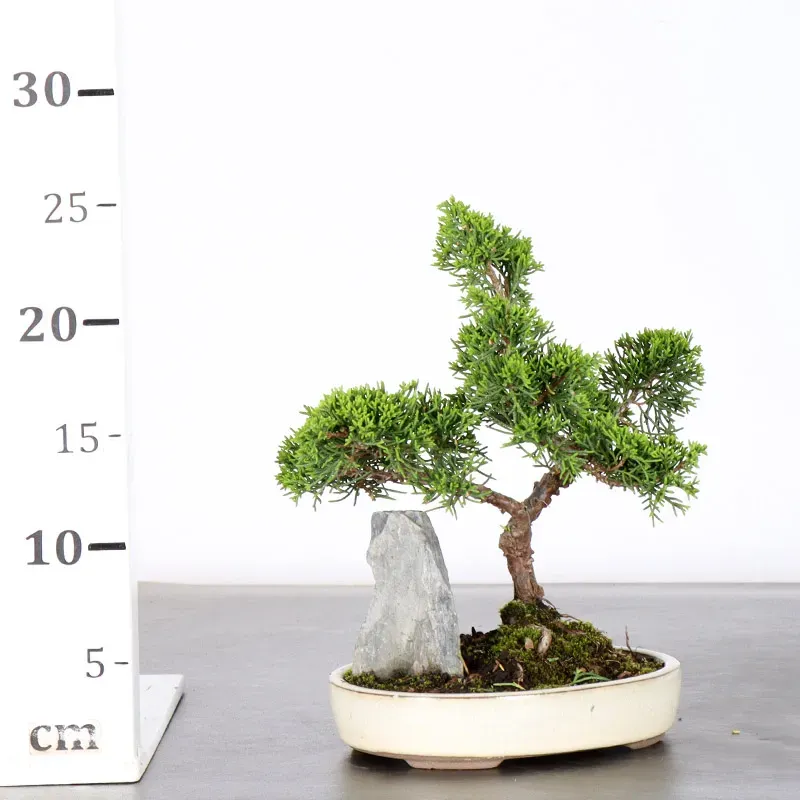image supplémentaire - GENÉVRIER "JUNIPERUS...