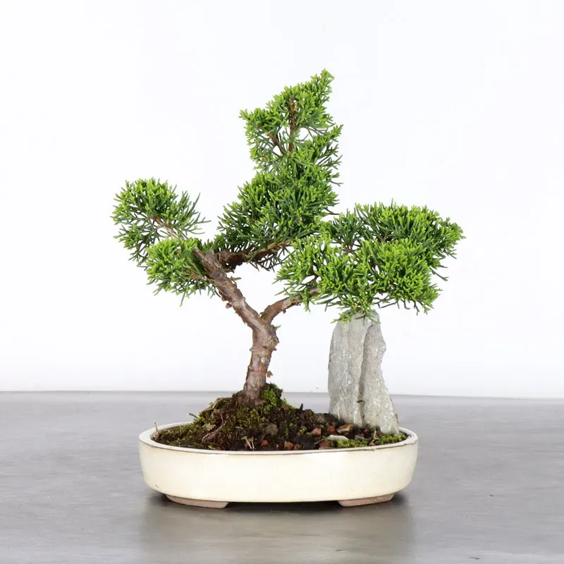 Bonsai Genévrier de Chine