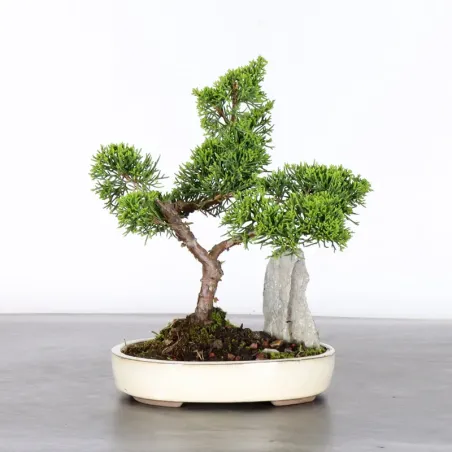 Bonsai Genévrier de Chine