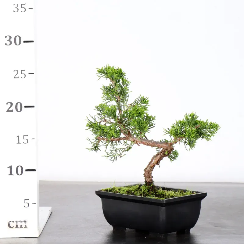 image supplémentaire - GENÉVRIER "JUNIPERUS...