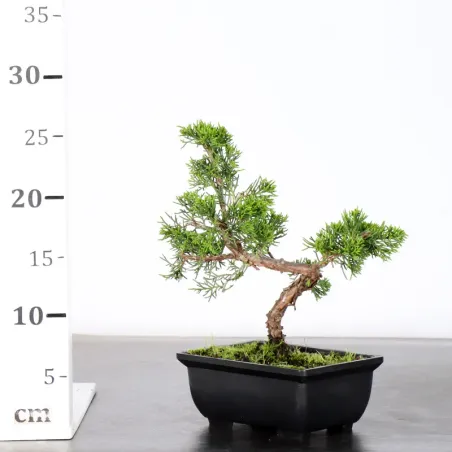 image supplémentaire - JUNIPER "JUNIPERUS...