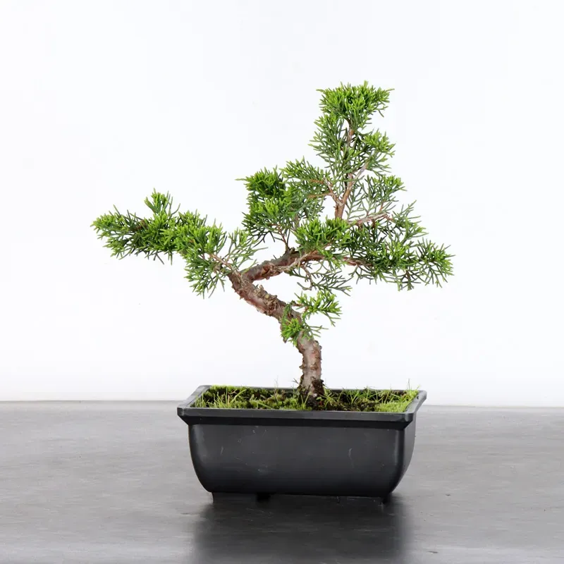 Bonsai Genévrier de Chine