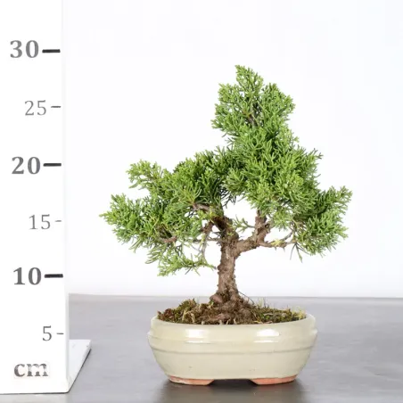 image supplémentaire - JUNIPER "JUNIPERUS KISHU" 1-16