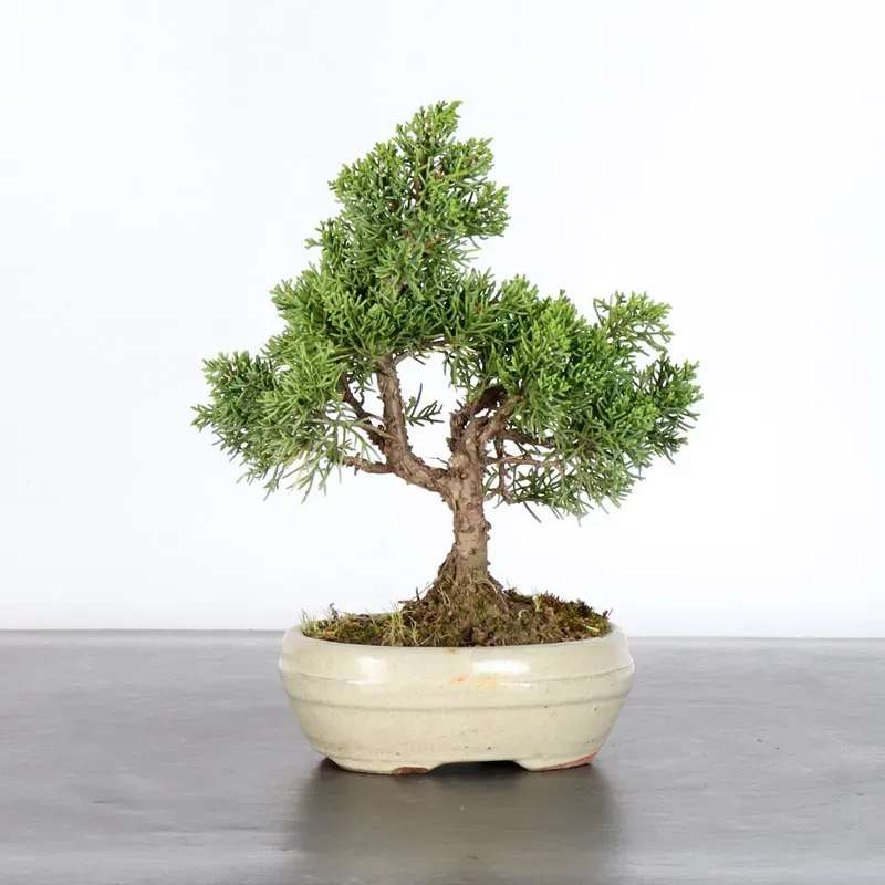Bonsai Genévrier de Chine