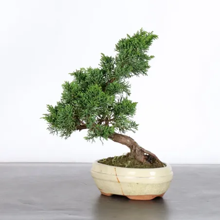 Bonsai Genévrier de Chine