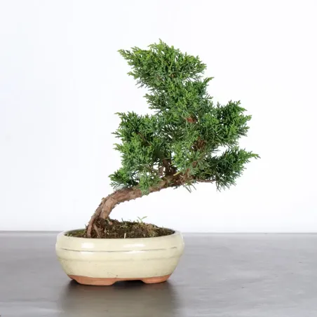 image supplémentaire - JUNIPER "JUNIPERUS KISHU" 1-17
