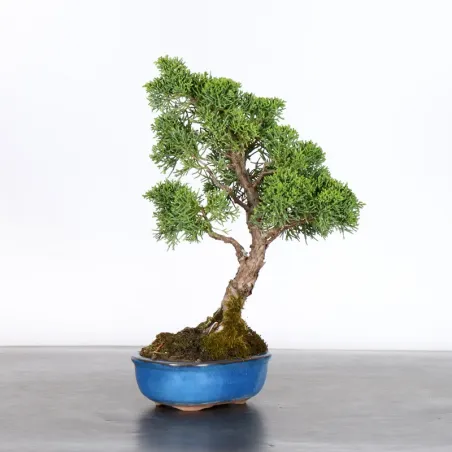 Bonsai Chinese Juniper
