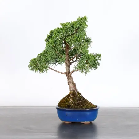 image supplémentaire - GENÉVRIER "JUNIPERUS KISHU"...