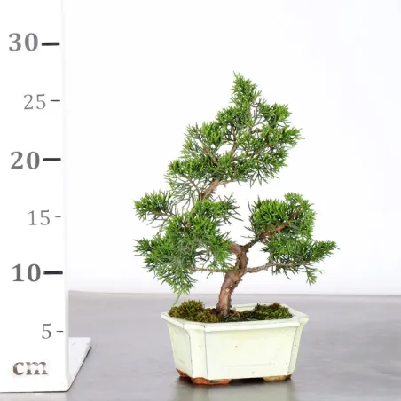 image supplémentaire - JUNIPER "JUNIPERUS...