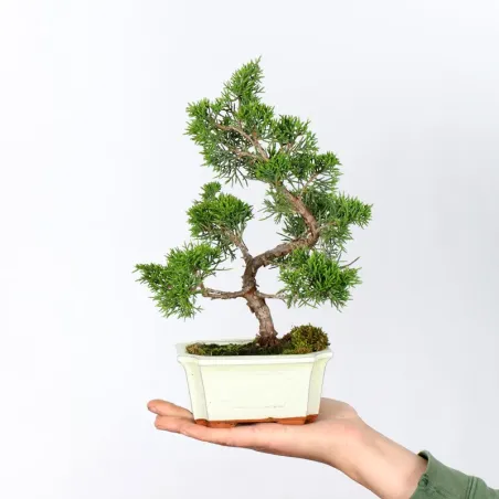 GENÉVRIER "JUNIPERUS ITOIGAWA" 1-19
