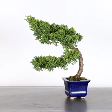 GENÉVRIER "JUNIPERUS KISHU" 1-20