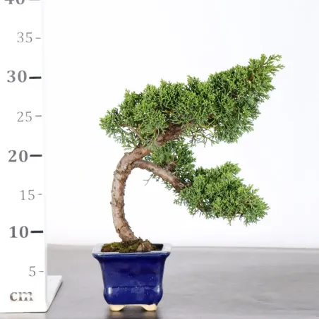 image supplémentaire - GENÉVRIER "JUNIPERUS KISHU"...