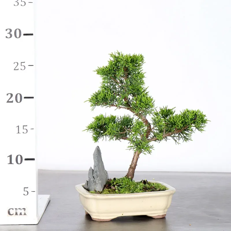 image supplémentaire - JUNIPER "JUNIPERUS...