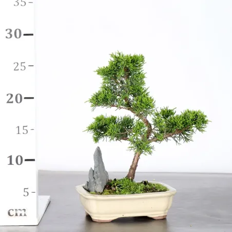 image supplémentaire - JUNIPER "JUNIPERUS...