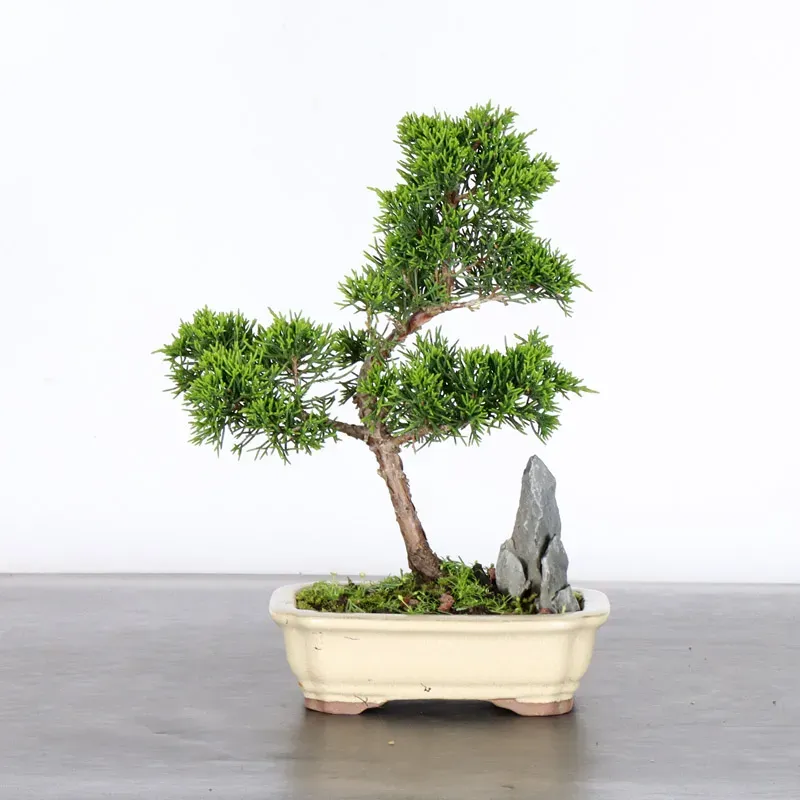 JUNIPER "JUNIPERUS ITOIGAWA" 1-21