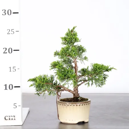 image supplémentaire - GENÉVRIER "JUNIPERUS...