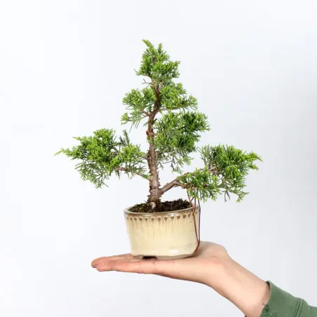 JUNIPER "JUNIPERUS ITOIGAWA" 1-22