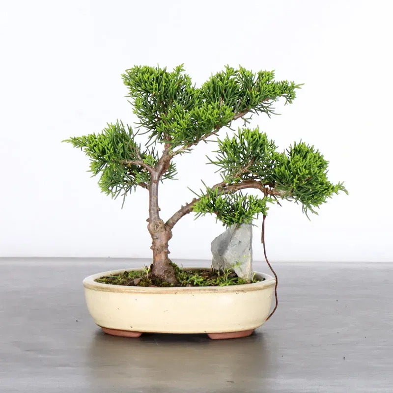 image supplémentaire - JUNIPER "JUNIPERUS...
