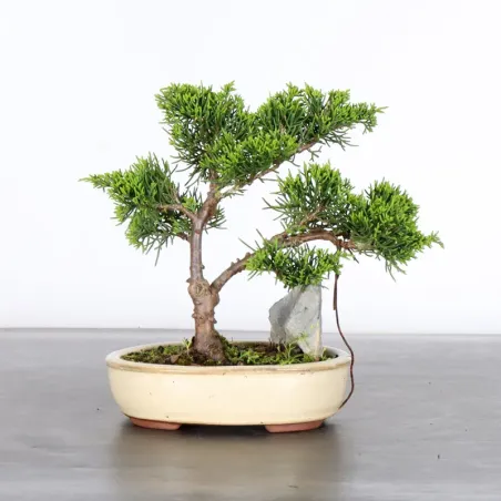 image supplémentaire - GENÉVRIER "JUNIPERUS...