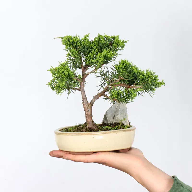 Bonsai Genévrier de Chine