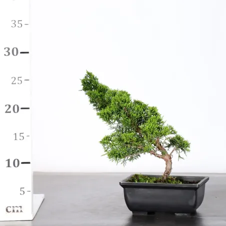 image supplémentaire - GENÉVRIER "JUNIPERUS...