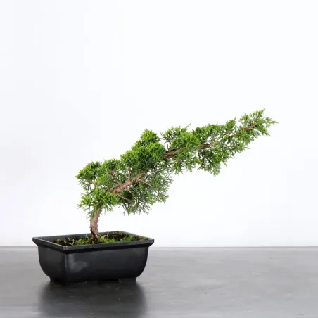 Bonsai Genévrier de Chine