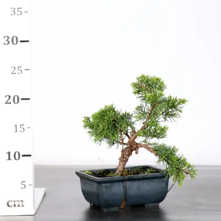 image supplémentaire - GENÉVRIER "JUNIPERUS...