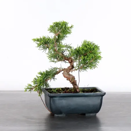 Bonsai Genévrier de Chine