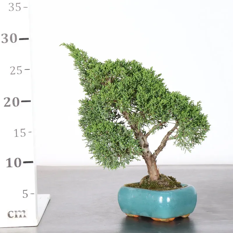 image supplémentaire - GENÉVRIER "JUNIPERUS KISHU"...