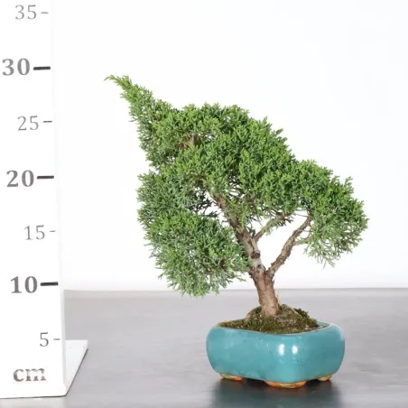 image supplémentaire - GENÉVRIER "JUNIPERUS KISHU"...