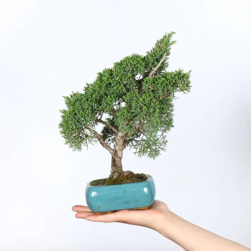 GENÉVRIER "JUNIPERUS KISHU" 2-1