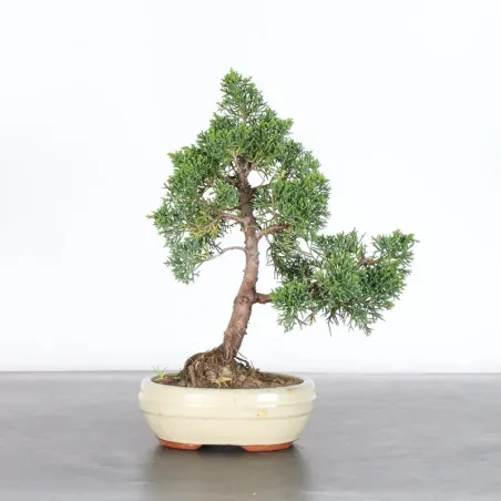 image supplémentaire - Juniper "juniperus kishu" 2-2
