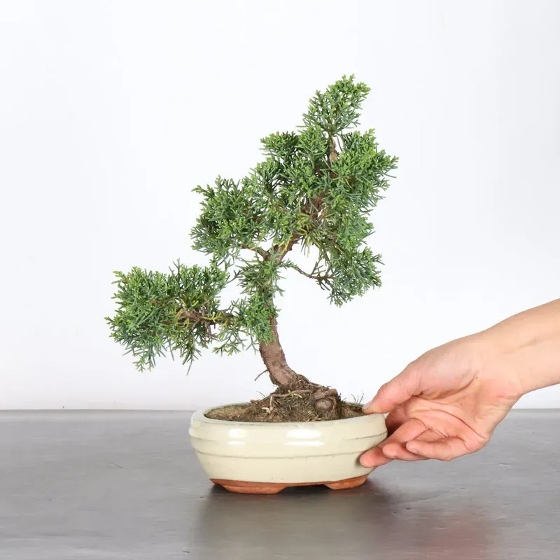 GENÉVRIER "JUNIPERUS KISHU" 2-2