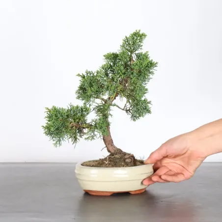Juniper "juniperus kishu" 2-2