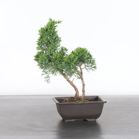 GENÉVRIER "JUNIPERUS KISHU" 2-3