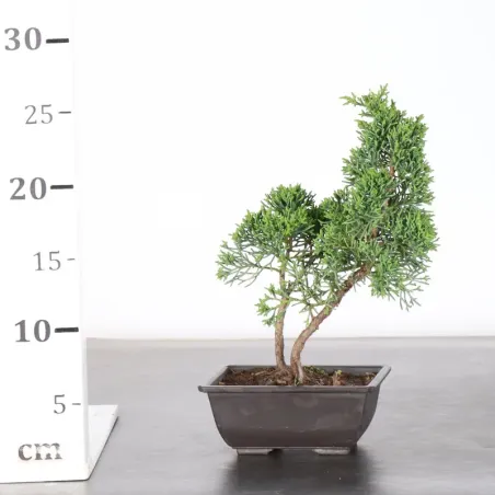image supplémentaire - GENÉVRIER "JUNIPERUS KISHU"...