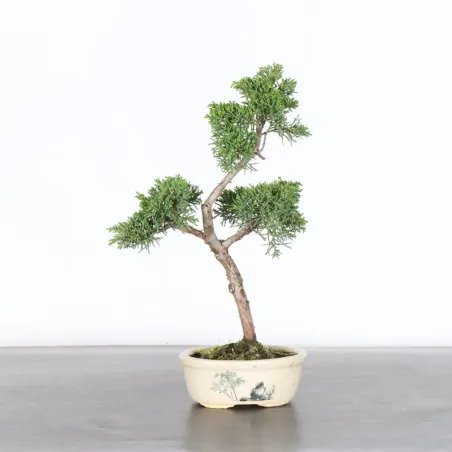 Juniper "juniperus kishu" 2-4